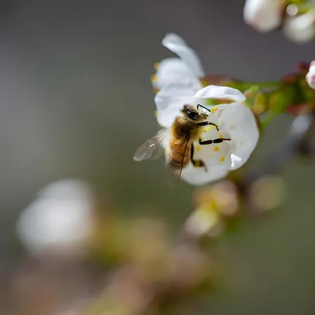 Tiny Haus 3 - Zwetschge 아파트 *