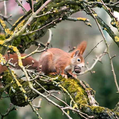 아파트 Tiny Haus 3 - Zwetschge *
