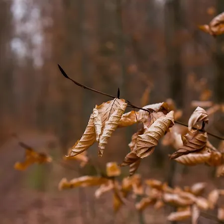 Tiny Haus 3 - Zwetschge 크레스브론암보덴지