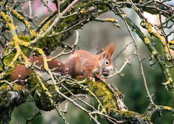 아파트 Tiny Haus 3 - Zwetschge *