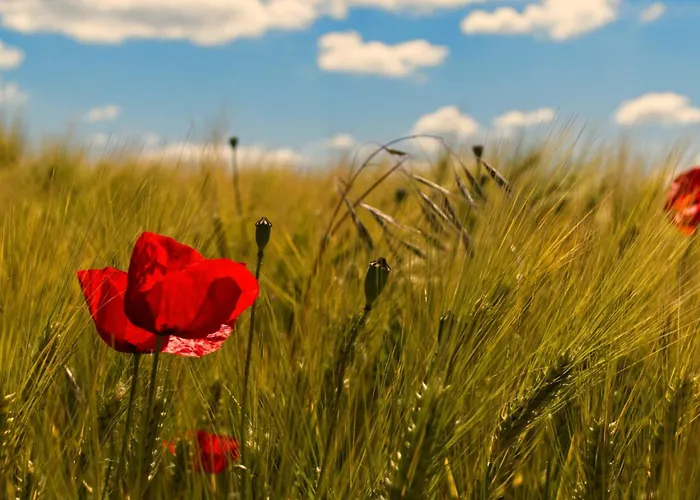 Tiny Haus 3 - Zwetschge *