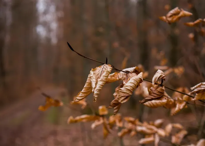 Tiny Haus 3 - Zwetschge 크레스브론암보덴지